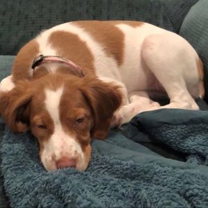 Meet your Posher, Bailee